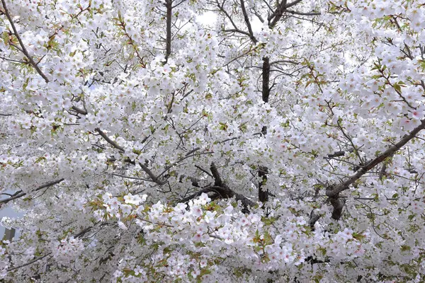 Okazaki Nishitennocho, Sakyo Ward, Kyoto, Japonya 'daki Heian Tapınağı, Shinto tapınağı ve peyzaj bahçeleri.
