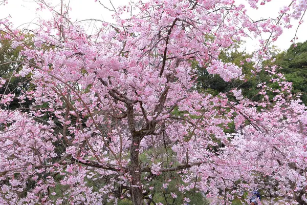 Okazaki Nishitennocho, Sakyo Ward, Kyoto, Japonya 'daki Heian Tapınağı, Shinto tapınağı ve peyzaj bahçeleri.
