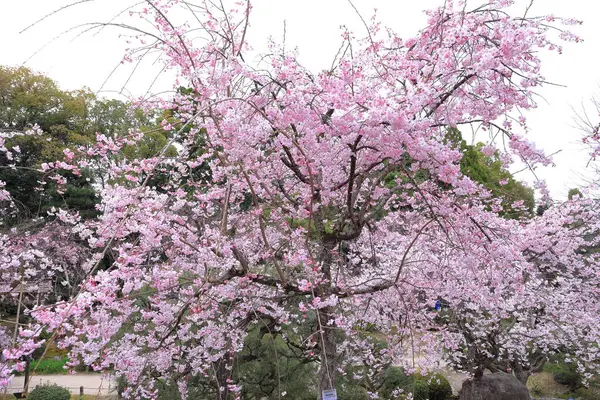 Okazaki Nishitennocho, Sakyo Ward, Kyoto, Japonya 'daki Heian Tapınağı, Shinto tapınağı ve peyzaj bahçeleri.