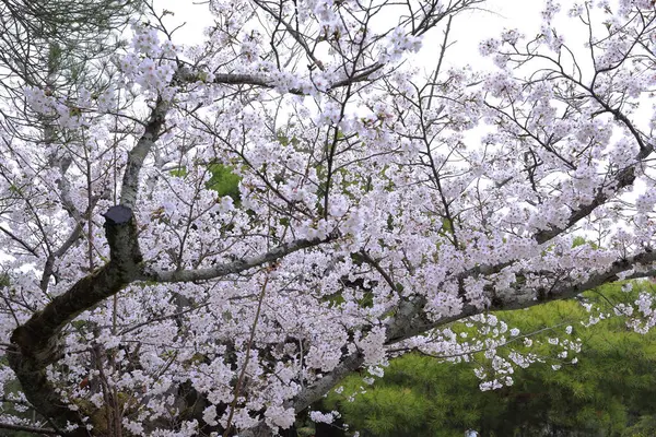 Japonya, Kyoto 'daki Yasaka Tapınağı yakınlarında kiraz çiçekli Maruyama Parkı