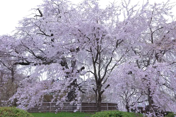 Japonya, Kyoto 'daki Yasaka Tapınağı yakınlarında kiraz çiçekli Maruyama Parkı