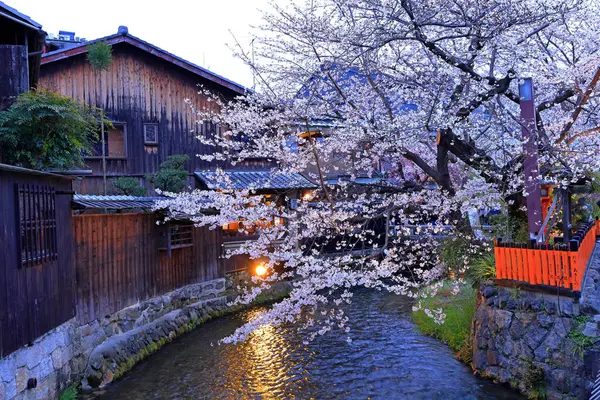 Kyoto, Japonya 'da kiraz çiçekli Gion Shirakawa Kanalı 