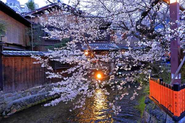 Kyoto, Japonya 'da kiraz çiçekli Gion Shirakawa Kanalı 