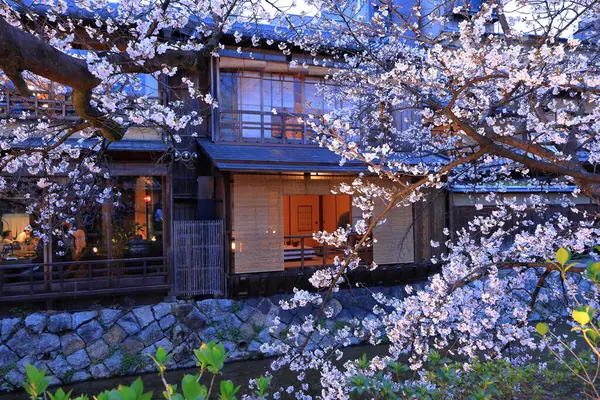 Kyoto, Japonya 'da kiraz çiçekli Gion Shirakawa Kanalı 