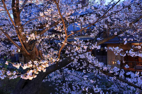 Kyoto, Japonya 'da kiraz çiçekli Gion Shirakawa Kanalı 