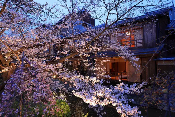 Kyoto, Japonya 'da kiraz çiçekli Gion Shirakawa Kanalı 