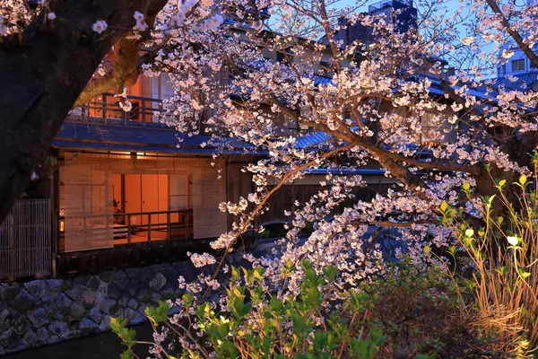 Kyoto, Japonya 'da kiraz çiçekli Gion Shirakawa Kanalı 