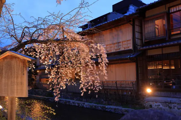 Kyoto, Japonya 'da kiraz çiçekli Gion Shirakawa Kanalı 