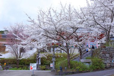 Nara Japonya 'da kiraz çiçekleri ve kiraz ağaçları arasında büyük bir Buda heykeli olan Tsubosaka-dera.