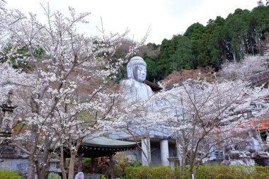 Nara Japonya 'da kiraz çiçekleri ve kiraz ağaçları arasında büyük bir Buda heykeli olan Tsubosaka-dera.