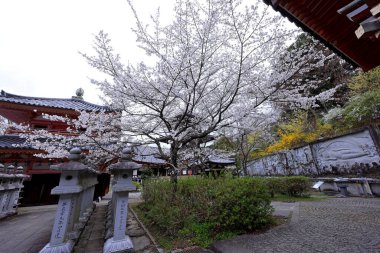 Nara Japonya 'da kiraz çiçekleri ve kiraz ağaçları arasında büyük bir Buda heykeli olan Tsubosaka-dera.