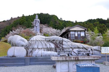 Nara Japonya 'da kiraz çiçekleri ve kiraz ağaçları arasında büyük bir Buda heykeli olan Tsubosaka-dera.