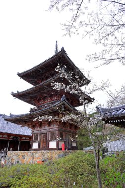 Nara Japonya 'da kiraz çiçekleri ve kiraz ağaçları arasında büyük bir Buda heykeli olan Tsubosaka-dera.