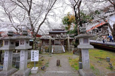 Nara Japonya 'da kiraz çiçekleri ve kiraz ağaçları arasında büyük bir Buda heykeli olan Tsubosaka-dera.