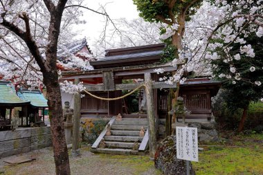 Nara Japonya 'da kiraz çiçekleri ve kiraz ağaçları arasında büyük bir Buda heykeli olan Tsubosaka-dera.