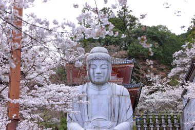 Nara Japonya 'da kiraz çiçekleri ve kiraz ağaçları arasında büyük bir Buda heykeli olan Tsubosaka-dera.