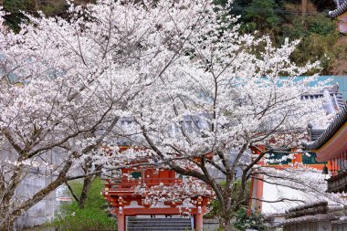 Nara Japonya 'da kiraz çiçekleri ve kiraz ağaçları arasında büyük bir Buda heykeli olan Tsubosaka-dera.