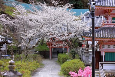Nara Japonya 'da kiraz çiçekleri ve kiraz ağaçları arasında büyük bir Buda heykeli olan Tsubosaka-dera.