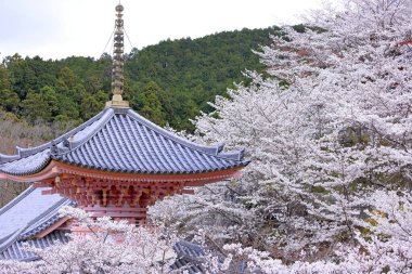 Nara Japonya 'da kiraz çiçekleri ve kiraz ağaçları arasında büyük bir Buda heykeli olan Tsubosaka-dera.
