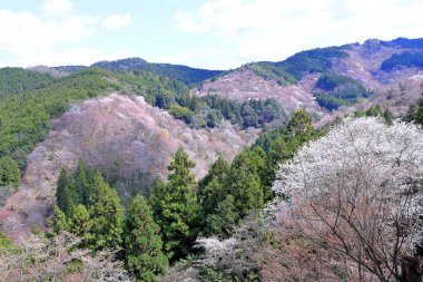 Yoshinoyama, Yoshino, Yoshino Bölgesi, Nara, Japonya 'da kiraz çiçekleri