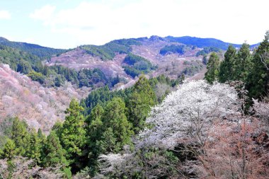 Yoshinoyama, Yoshino, Yoshino Bölgesi, Nara, Japonya 'da kiraz çiçekleri