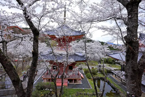 Nara Japonya 'da kiraz çiçekleri ve kiraz ağaçları arasında büyük bir Buda heykeli olan Tsubosaka-dera.