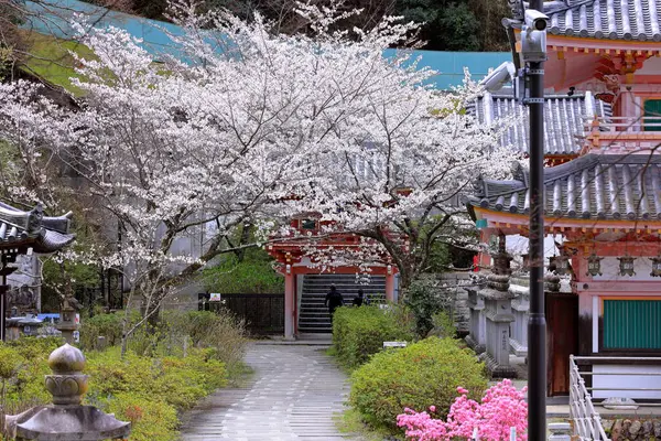 Nara Japonya 'da kiraz çiçekleri ve kiraz ağaçları arasında büyük bir Buda heykeli olan Tsubosaka-dera.