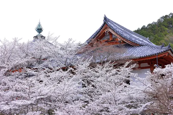 Nara Japonya 'da kiraz çiçekleri ve kiraz ağaçları arasında büyük bir Buda heykeli olan Tsubosaka-dera.