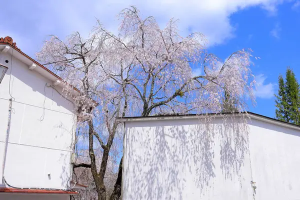 Yoshinoyama, Yoshino, Yoshino Bölgesi, Nara, Japonya 'da kiraz çiçekleri