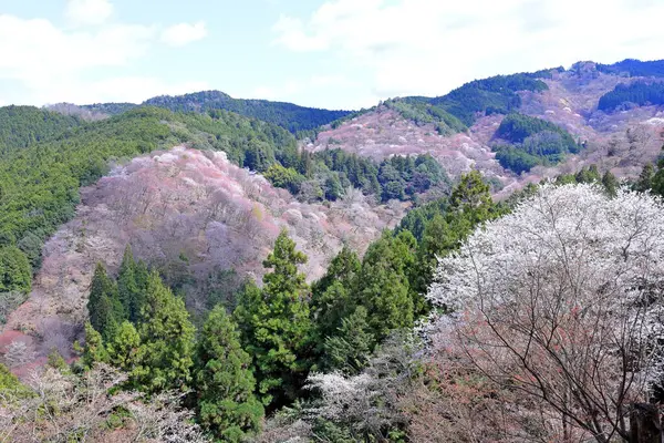 Yoshinoyama, Yoshino, Yoshino Bölgesi, Nara, Japonya 'da kiraz çiçekleri