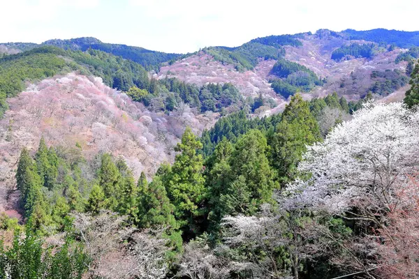 Yoshinoyama, Yoshino, Yoshino Bölgesi, Nara, Japonya 'da kiraz çiçekleri