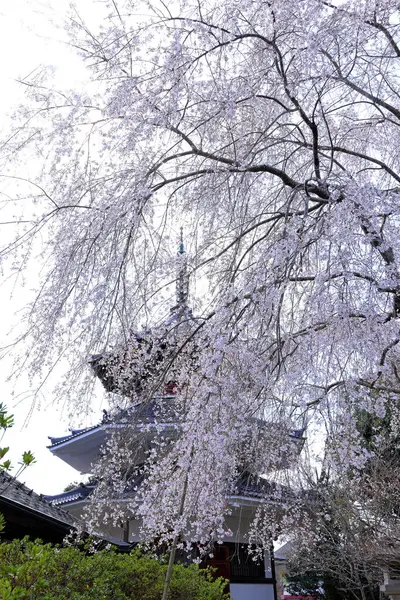 Yoshino İmparatorluk Sarayı Yoshinoyama, Yoshino, Yoshino Bölgesi, Nara, Japonya