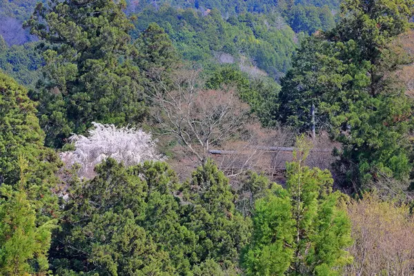 Yoshinoyama, Yoshino, Yoshino Bölgesi, Nara, Japonya 'da kiraz çiçekleri