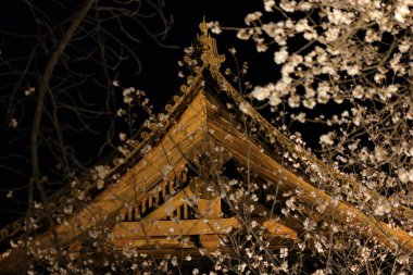 Kiraz çiçekleri olan Toji Tapınağı, Kujocho, Minami, Kyoto, Japonya 'da 5 katlı ahşap bir tapınağı olan tarihi Budist tapınağı.