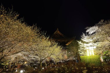 Kiraz çiçekleri olan Toji Tapınağı, Kujocho, Minami, Kyoto, Japonya 'da 5 katlı ahşap bir tapınağı olan tarihi Budist tapınağı.