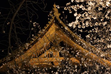 Kiraz çiçekleri olan Toji Tapınağı, Kujocho, Minami, Kyoto, Japonya 'da 5 katlı ahşap bir tapınağı olan tarihi Budist tapınağı.