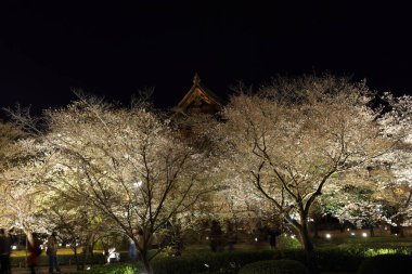 Kiraz çiçekleri olan Toji Tapınağı, Kujocho, Minami, Kyoto, Japonya 'da 5 katlı ahşap bir tapınağı olan tarihi Budist tapınağı.