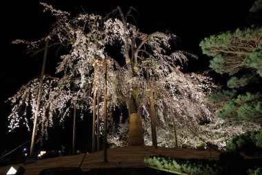 Kiraz çiçekleri olan Toji Tapınağı, Kujocho, Minami, Kyoto, Japonya 'da 5 katlı ahşap bir tapınağı olan tarihi Budist tapınağı.