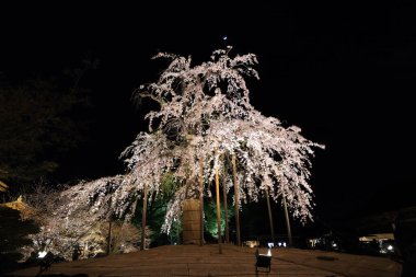 Kiraz çiçekleri olan Toji Tapınağı, Kujocho, Minami, Kyoto, Japonya 'da 5 katlı ahşap bir tapınağı olan tarihi Budist tapınağı.