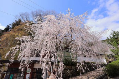 Kiraz çiçekli Hasedera Tapınağı, Japonya 'da Shingon Budizmi' nin Buzan mezhebi için bir Budist tapınağı.