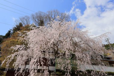 Kiraz çiçekli Hasedera Tapınağı, Japonya 'da Shingon Budizmi' nin Buzan mezhebi için bir Budist tapınağı.