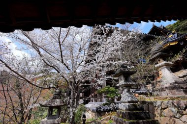 Kiraz çiçekli Hasedera Tapınağı, Japonya 'da Shingon Budizmi' nin Buzan mezhebi için bir Budist tapınağı.