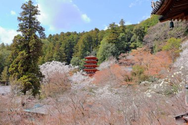 Kiraz çiçekli Hasedera Tapınağı, Japonya 'da Shingon Budizmi' nin Buzan mezhebi için bir Budist tapınağı.
