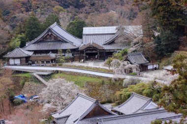 Kiraz çiçekli Hasedera Tapınağı, Japonya 'da Shingon Budizmi' nin Buzan mezhebi için bir Budist tapınağı.