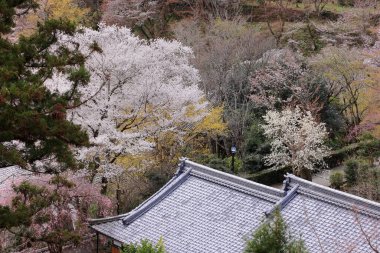 Kiraz çiçekli Hasedera Tapınağı, Japonya 'da Shingon Budizmi' nin Buzan mezhebi için bir Budist tapınağı.