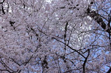 Kiraz çiçekli Hasedera Tapınağı, Japonya 'da Shingon Budizmi' nin Buzan mezhebi için bir Budist tapınağı.