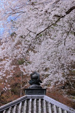 Kiraz çiçekli Hasedera Tapınağı, Japonya 'da Shingon Budizmi' nin Buzan mezhebi için bir Budist tapınağı.