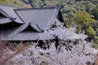 Kiraz çiçekli Hasedera Tapınağı, Japonya 'da Shingon Budizmi' nin Buzan mezhebi için bir Budist tapınağı.