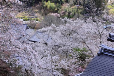 Kiraz çiçekli Hasedera Tapınağı, Japonya 'da Shingon Budizmi' nin Buzan mezhebi için bir Budist tapınağı.