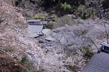 Kiraz çiçekli Hasedera Tapınağı, Japonya 'da Shingon Budizmi' nin Buzan mezhebi için bir Budist tapınağı.